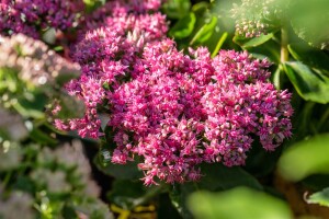 Sedum spectabile Carl 11 cm Topf - Größe nach Saison