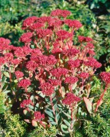 Sedum spectabile Carl 11 cm Topf - Größe nach Saison