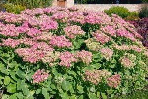 Sedum spectabile Rosenteller 9 cm Topf - Größe nach Saison