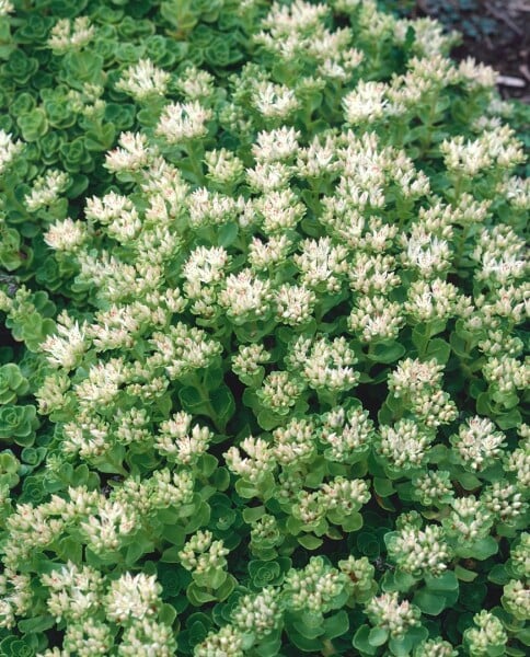 Sedum spurium Album Superbum 9 cm Topf - Größe nach Saison