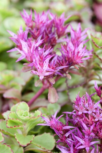 Sedum spurium Fuldaglut 9 cm Topf - Größe nach Saison