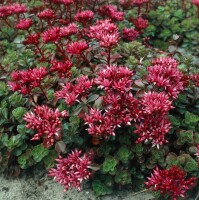 Sedum spurium Fuldaglut 9 cm Topf - Größe nach Saison