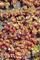 Sedum spurium Fuldaglut 9 cm Topf - Größe nach Saison