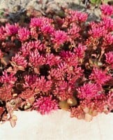 Sedum spurium Fuldaglut 9 cm Topf - Größe nach Saison