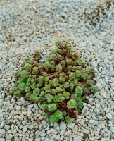 Sedum spurium Fuldaglut 9 cm Topf - Größe nach Saison