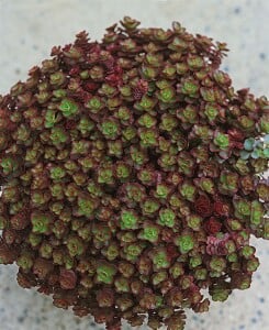 Sedum spurium Schorbuser Blut 9 cm Topf - Größe nach Saison