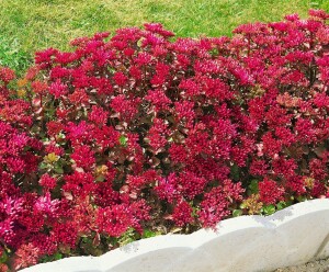 Sedum spurium Schorbuser Blut 9 cm Topf - Größe nach Saison