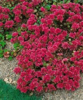 Sedum spurium Schorbuser Blut 9 cm Topf - Größe nach Saison