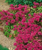 Sedum spurium Schorbuser Blut 9 cm Topf - Größe nach Saison