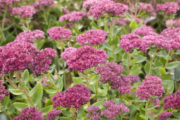 Sedum telephium Herbstfreude 9 cm Topf - Größe nach Saison