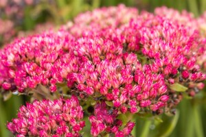 Sedum telephium Herbstfreude 9 cm Topf - Größe nach Saison