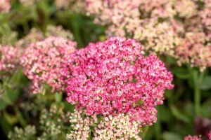 Sedum telephium Herbstfreude 9 cm Topf - Größe nach Saison