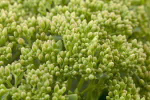 Sedum telephium Herbstfreude 9 cm Topf - Größe nach Saison