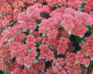 Sedum telephium Herbstfreude 9 cm Topf - Größe nach Saison