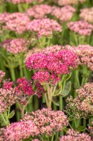 Sedum telephium Herbstfreude 9 cm Topf - Größe nach Saison