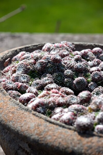 Sempervivum arachn.Silberkarneol 9 cm Topf - Größe nach Saison