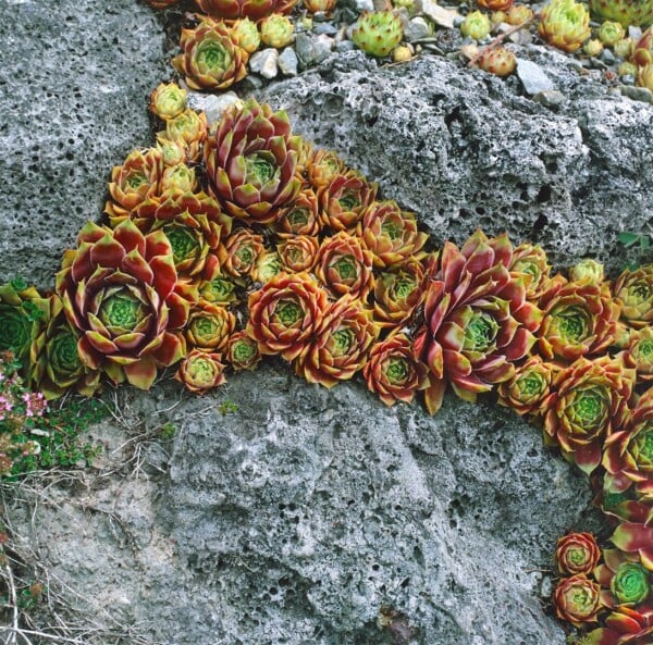 Sempervivum x cult.Bernstein 9 cm Topf - Größe nach Saison