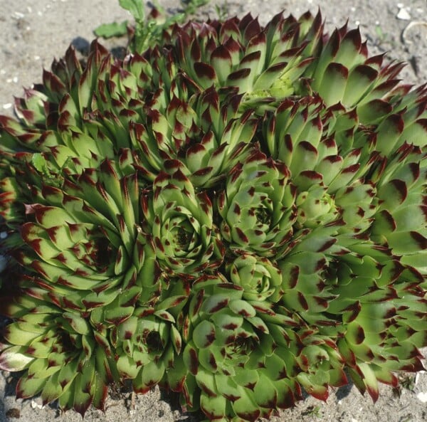 Sempervivum x cult.Reinhard 9 cm Topf - Größe nach Saison