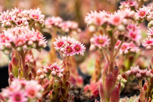 Sempervivum x cult.Silver Thaw 9 cm Topf - Größe nach Saison