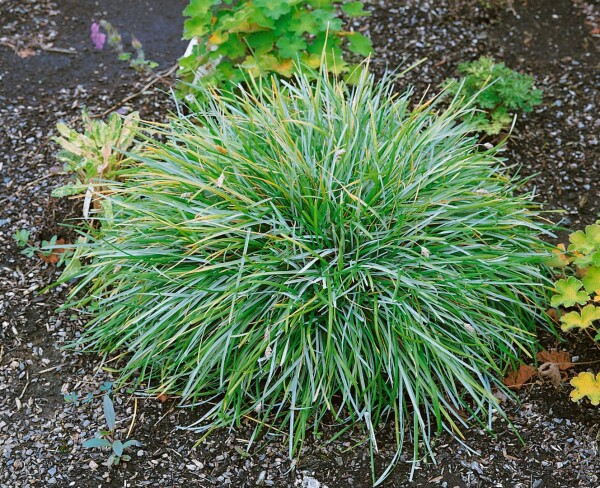 Sesleria albicans 9 cm Topf - Größe nach Saison