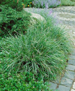 Sesleria albicans 9 cm Topf - Größe nach Saison