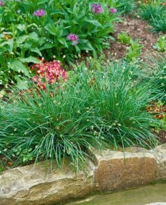 Sesleria albicans 9 cm Topf - Größe nach Saison