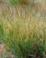 Sesleria albicans 9 cm Topf - Größe nach Saison