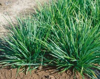 Sesleria albicans 9 cm Topf - Größe nach Saison