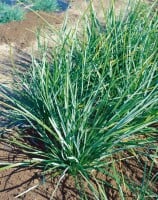 Sesleria albicans 9 cm Topf - Größe nach Saison