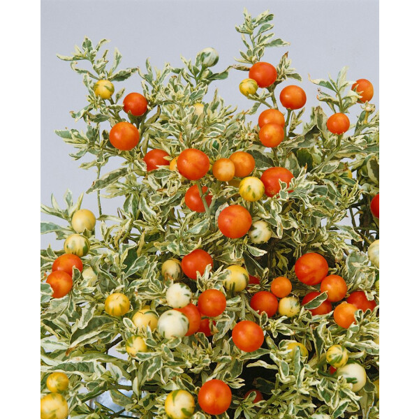 Solanum dulcamara P 1