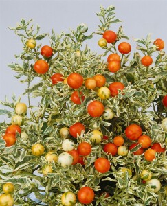 Solanum dulcamara 11 cm Topf - Größe nach Saison