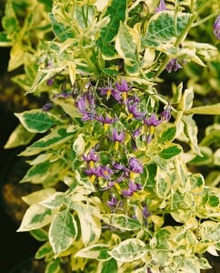 Solanum dulcamara 11 cm Topf - Größe nach Saison