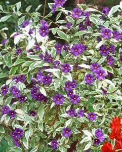 Solanum dulcamara 11 cm Topf - Größe nach Saison