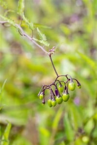 Solanum dulcamara 11 cm Topf - Größe nach Saison