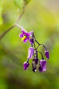 Solanum dulcamara 11 cm Topf - Größe nach Saison