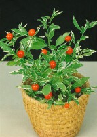 Solanum dulcamara 11 cm Topf - Größe nach Saison