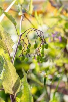 Solanum dulcamara 11 cm Topf - Größe nach Saison