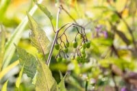 Solanum dulcamara 11 cm Topf - Größe nach Saison