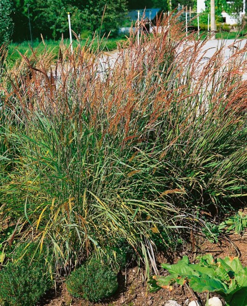 Sorghastrum nutans 9 cm Topf - Größe nach Saison