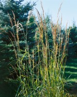 Sorghastrum nutans 9 cm Topf - Größe nach Saison