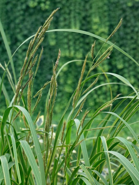 Spartina pectinata Aureomarginata 11 cm Topf - Größe nach Saison