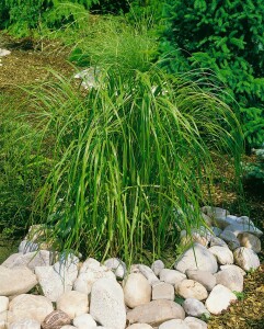 Spartina pectinata Aureomarginata 11 cm Topf - Größe nach Saison