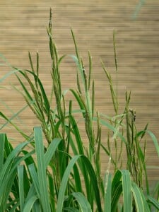 Spartina pectinata Aureomarginata 11 cm Topf - Größe nach Saison