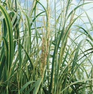 Spartina pectinata Aureomarginata 11 cm Topf - Größe nach Saison