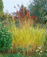 Spartina pectinata Aureomarginata 11 cm Topf - Größe nach Saison