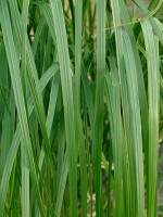 Spartina pectinata Aureomarginata 11 cm Topf - Größe nach Saison