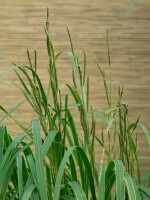 Spartina pectinata Aureomarginata 11 cm Topf - Größe nach Saison