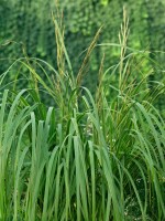 Spartina pectinata Aureomarginata 11 cm Topf - Größe nach Saison