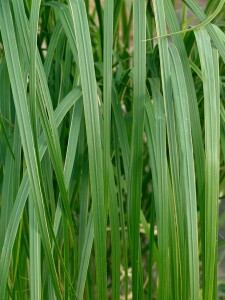 Spartina pectinata Aureomarginata C 15