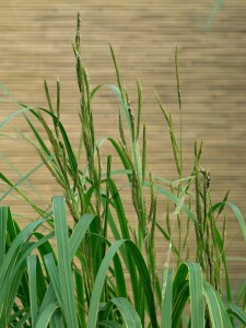 Spartina pectinata Aureomarginata C 15